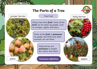 The Parts of a Tree
Some of the fruit is poisonous
to people, but birds and other
animals can eat them.
Holly berries are
poisonous to people
but robins love them!
Poisonous definition
Tree Fruit
Many trees have fruit. Some of the
fruit can be eaten by people, such
as oranges, apples and pears.
apples
pears
holly berries
juniper berries
 