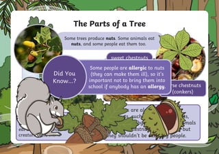 Some trees produce nuts. Some animals eat
nuts, and some people eat them too.
The Parts of a Tree
Acorns are nuts that grow on
oak trees. People don’t tend to
eat acorns, but woodland
creatures love them!
Chestnuts are also nuts. Some
chestnuts, such as sweet chestnuts,
can be eaten by people. Some animals
eat horse chestnuts (or conkers) but
they shouldn't be eaten by people.
sweet chestnuts
horse chestnuts
(conkers)
Some people are allergic to nuts
(they can make them ill), so it’s
important not to bring them into
school if anybody has an allergy.
Did You
Know…?
 