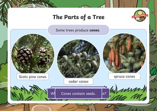 The Parts of a Tree
Some trees produce cones.
cedar cones
Scots pine cones spruce cones
How are these cones similar?
How are they different?
What job do you think cones do?
Cones contain seeds.
 