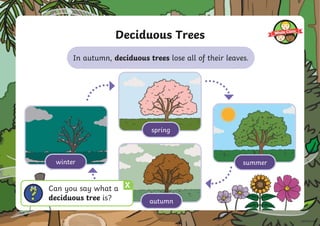 Deciduous Trees
What happens to deciduous trees in autumn?
summer
autumn
winter
spring
In autumn, deciduous trees lose all of their leaves.
X
Can you say what a
deciduous tree is?
 