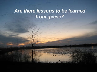 Are there lessons to be learned from geese? 