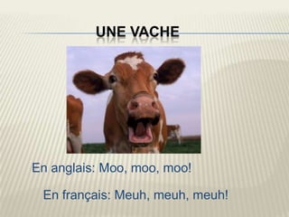 UNE VACHE




En anglais: Moo, moo, moo!

 En français: Meuh, meuh, meuh!
 
