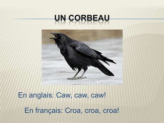 UN CORBEAU




En anglais: Caw, caw, caw!

 En français: Croa, croa, croa!
 