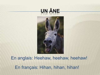 UN ÂNE




En anglais: Heehaw, heehaw, heehaw!

 En français: Hihan, hihan, hihan!
 