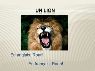 UN LION




En anglais: Roar!

         En français: Raoh!
 