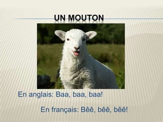 UN MOUTON




En anglais: Baa, baa, baa!

      En français: Bêê, bêê, bêê!
 