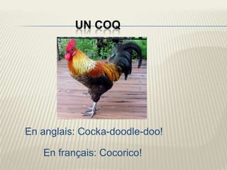 UN COQ




En anglais: Cocka-doodle-doo!

   En français: Cocorico!
 