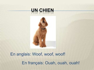 UN CHIEN




En anglais: Woof, woof, woof!

      En français: Ouah, ouah, ouah!
 