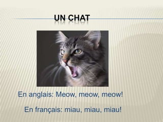 UN CHAT




En anglais: Meow, meow, meow!

 En français: miau, miau, miau!
 