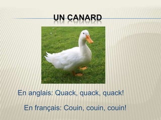 UN CANARD




En anglais: Quack, quack, quack!

 En français: Couin, couin, couin!
 