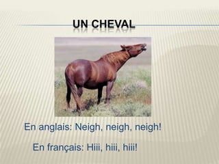 UN CHEVAL




En anglais: Neigh, neigh, neigh!

 En français: Hiii, hiii, hiii!
 