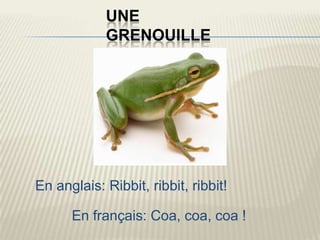 UNE
            GRENOUILLE




En anglais: Ribbit, ribbit, ribbit!

      En français: Coa, coa, coa !
 