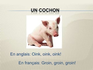 UN COCHON




En anglais: Oink, oink, oink!

    En français: Groin, groin, groin!
 
