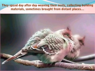 Lessons I learnt from Birds | PPT