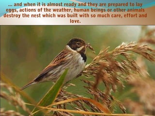 Lessons I learnt from Birds | PPT