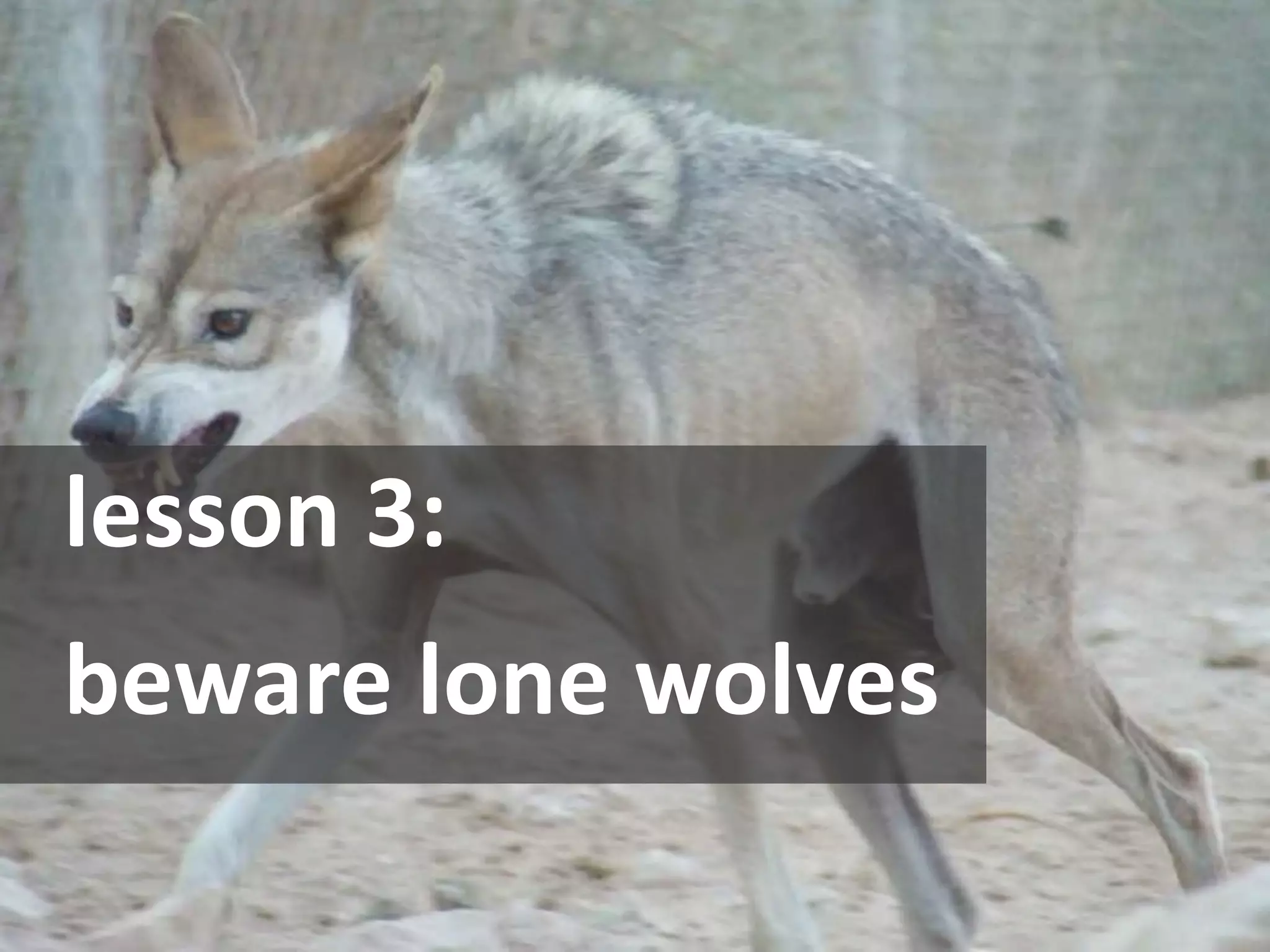 Lesson 3: Beware Lone 
Wolves




lesson 3:
beware lone wolves 
 
