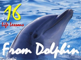 Life Lessons
16
From Dolphin
 