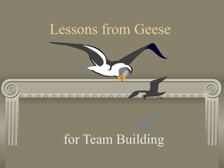 Lessons from Geese for Team Building 