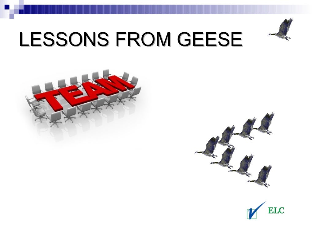 Lessons From Geese Teamwork