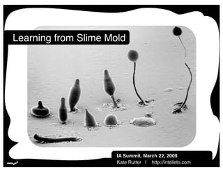 Lessons from Slime Mold | March 2009 | 1!
Learning from Slime Mold!
IA Summit, March 22, 2009!
Kate Rutter | http://intelleto.com !
 