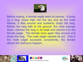 Before mating, a female eagle tests its partner. It picks
up a twig, soars high into the sky and as the male
follows, it flies around and suddenly drops the twig.
Before the twig falls to the ground, the male swoops
down, catches the twig in its beak and returns it to the
female eagle. The female once again flies around and
drops the twig. The male eagle repeats its act. Only if
the male eagle succeeds consistently, the female
allows the mating to happen.
 