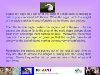 Eagles lay eggs on a cliff or at the edge of a high peak by making a
nest of grass entwined with thorns. When the eggs hatch, the weight
of the eaglets makes it uncomfortable as the thorns start pricking.

Then the female eagle pushes the eaglets out of the nest. As the
eaglets are about to fall to the ground, the male eagle swoops down
picks them and brings them back to the nest. Meanwhile, the female
removes the upper layer of grass so that the eaglets bave to sit
directly on the bed of thorns making the nest very uncomfortable.


Repeatedly the eaglets are pushed out of the nest till such time as
they are able to foresee the danger of falling and start using their
wings. Slowly they realize the purpose and use of their wings and
start flying.
 