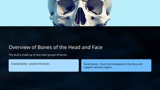 Lesson_ Skeletal System (1).pptx Muscles attach to bones via tendons ...