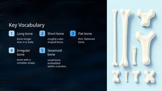 Lesson_ Skeletal System (1).pptx Muscles attach to bones via tendons ...