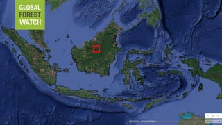 Lessons learned as a provider of near real-time deforestation alerts