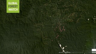 Lessons learned as a provider of near real-time deforestation alerts