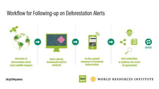 Lessons learned as a provider of near real-time deforestation alerts