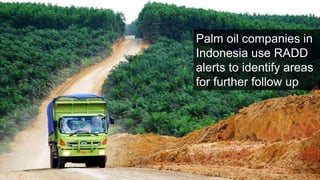 Lessons learned as a provider of near real-time deforestation alerts