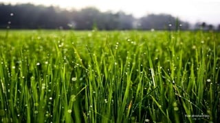 flickr @nishanthjois
 