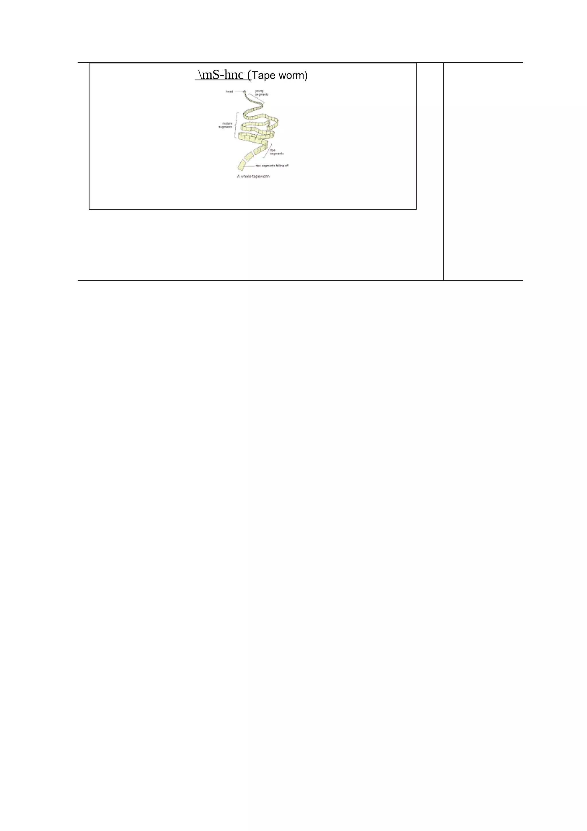 mS-hnc ( Tape worm) 
 