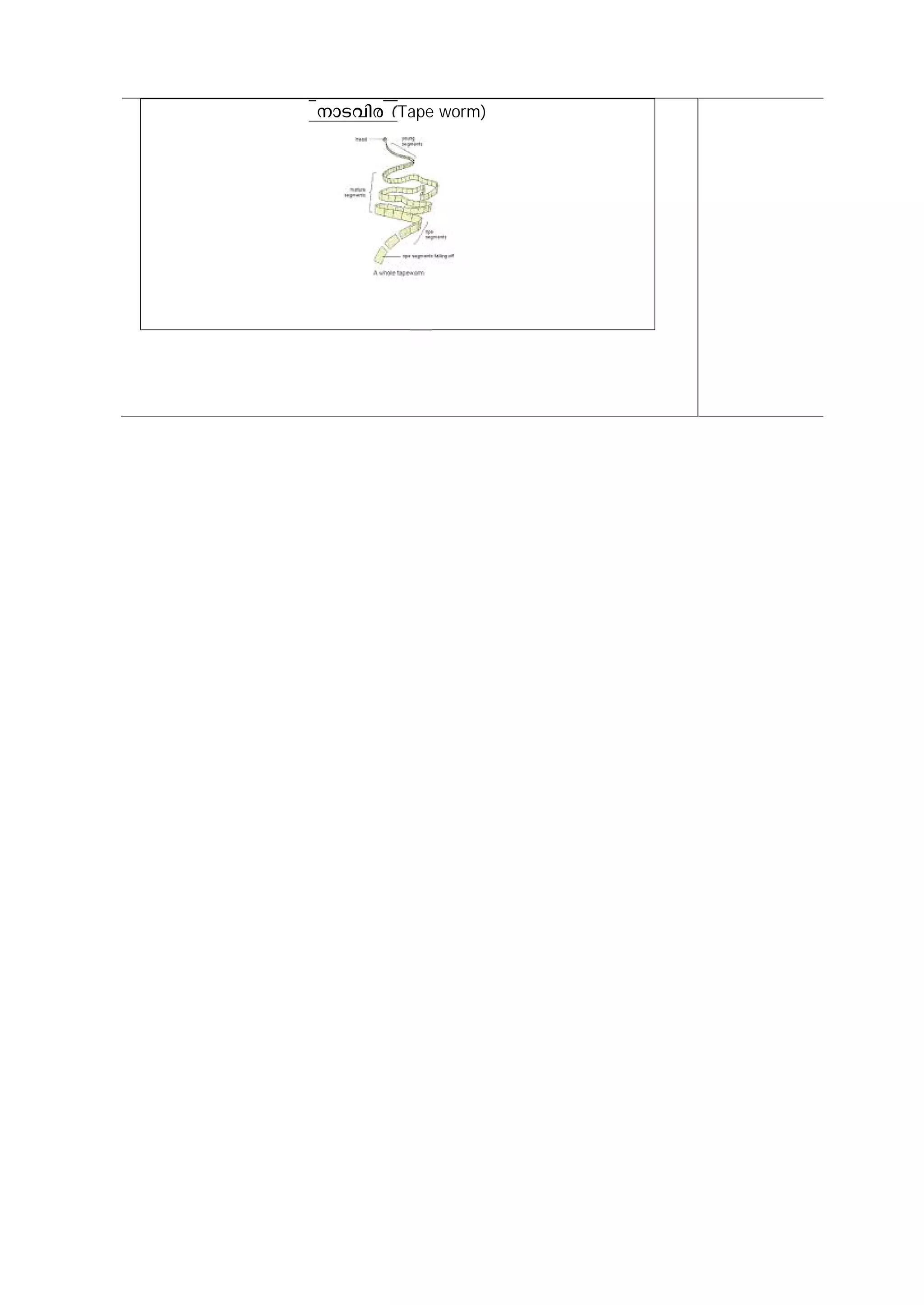 mS-hnc Tape worm) 
 