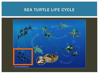 SEA TURTLE LIFE CYCLE




www.seaturtlestatus.org
 