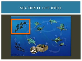 SEA TURTLE LIFE CYCLE




www.seaturtlestatus.org
 