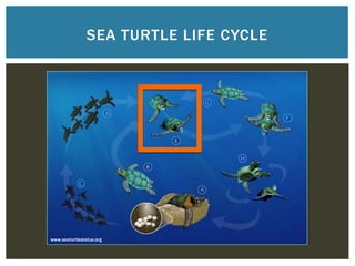 SEA TURTLE LIFE CYCLE




www.seaturtlestatus.org
 
