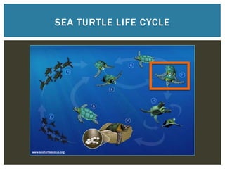 SEA TURTLE LIFE CYCLE




www.seaturtlestatus.org
 