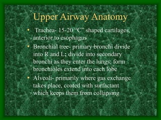 Upper Airway Anatomy
• Trachea- 15-20 “C” shaped cartilages,
anterior to esophagus
• Bronchial tree- primary bronchi divide
into R and L; divide into secondary
bronchi as they enter the lungs; form
bronchioles extend into each lobe
• Alveoli- primarily where gas exchange
takes place, coated with surfactant
which keeps them from collapsing
 
