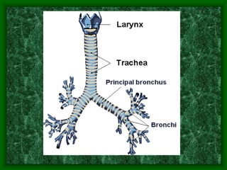 Lesson Two Vocal Anatomy.ppt