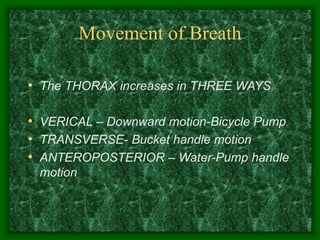 Movement of Breath
• The THORAX increases in THREE WAYS
• VERICAL – Downward motion-Bicycle Pump
• TRANSVERSE- Bucket handle motion
• ANTEROPOSTERIOR – Water-Pump handle
motion
 