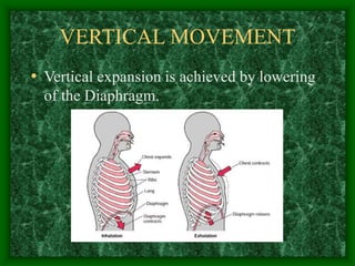 VERTICAL MOVEMENT
• Vertical expansion is achieved by lowering
of the Diaphragm.
 