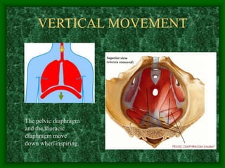 VERTICAL MOVEMENT
The pelvic diaphragm
and the thoracic
diaphragm move
down when inspiring.
 