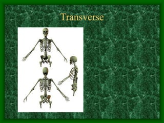 Transverse
 