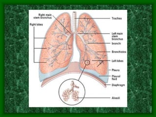 Lesson Two Vocal Anatomy.ppt