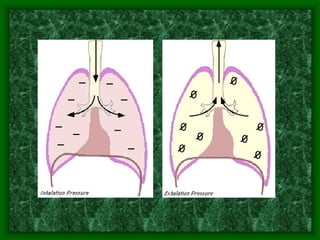 Lesson Two Vocal Anatomy.ppt