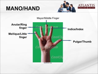 Pulgar/Thumb Indice/Index MANO/HAND Meñique/Little finger Anular/Ring finger Mayor/Middle Finger