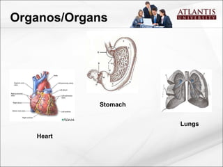 Organos/Organs Heart Stomach Lungs