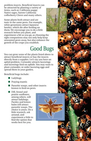 problem insects. Beneficial insects can
be attracted by planting a variety of
items, such as: California poppy
Native sages, Yarrow California
coffeeberry Clover and many others.

Some plants both attract and are
toxic to the same pests. For example,
white geraniums attract Japanese
beetles, which die after feeding on
them. We encourage you to do a little
research before you plant, and
experiment a bit as you go, as choosing the
right companions may not only help keep
unwanted pests away, but also enhance the
growth of the crops you establish.


                           Good Bugs
You can grow some of the plants listed above to
attract beneficial insects or buy the insects
directly from a supplier. Let’s say you have an
aphid problem. Coriander attracts lacewings
and lacewings feed on aphids. You may want to
plant coriander, or order lacewing eggs and
spread them in your garden.

Beneficial bugs include:
    I Ladybugs
    I Praying mantis
    I Parasitic wasps, and other insects
      known to feed on pests.
    I Dill, fennel and
      prairie sunflower,
      among others, will
      attract ladybugs.
      Parsley and lemon
      balm will attract
      parasitic wasps. The
      choice is yours. Do a
      little research, ask
      around, and
      experiment a little to
      find the option that
      works best for you.
 